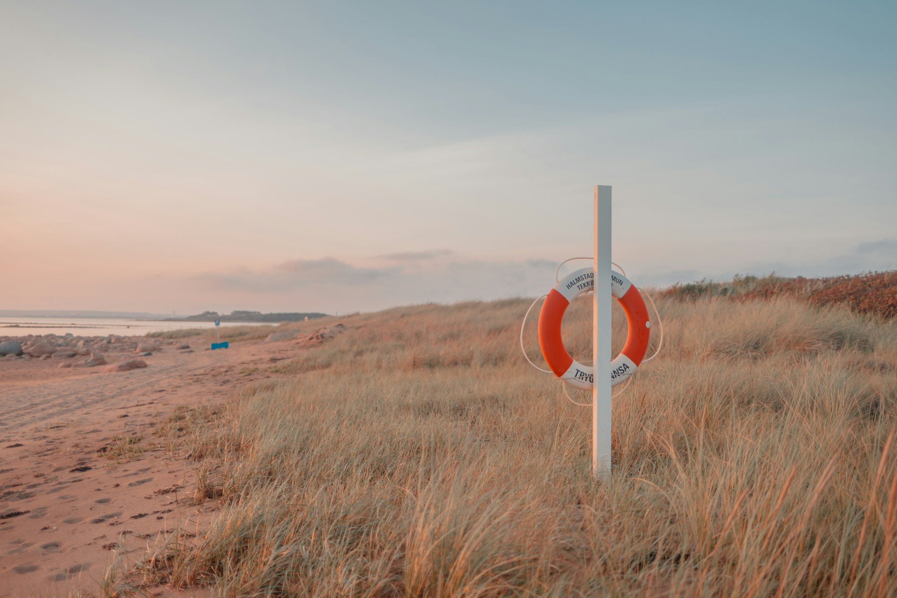 Dune grass and a life ring on an empty beach